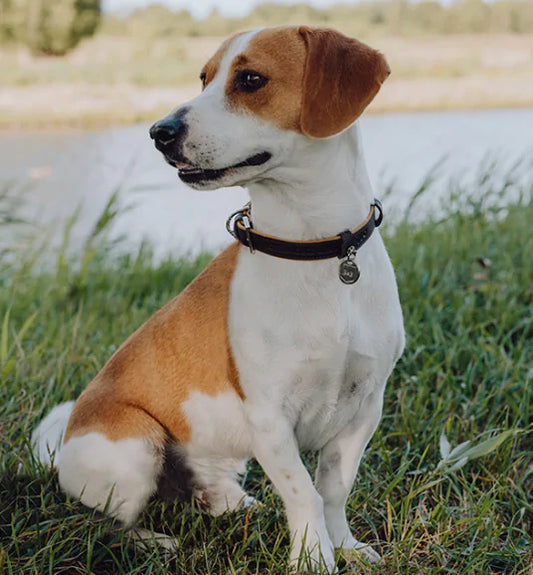 The Ultimate Guide to Bringing a Dog into Your Life
