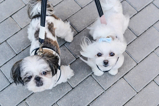 Dog Years Explained: How to Calculate Your Pet's Age