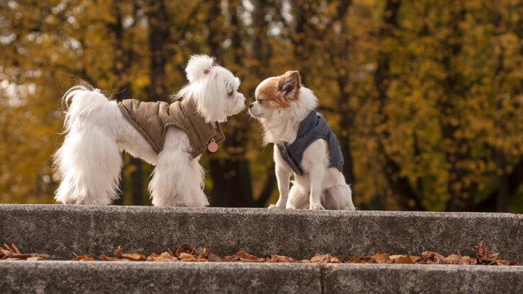 coats