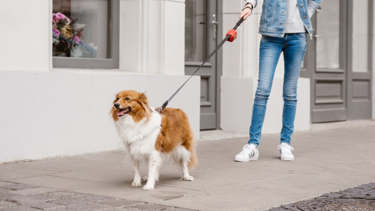 walk accessories
