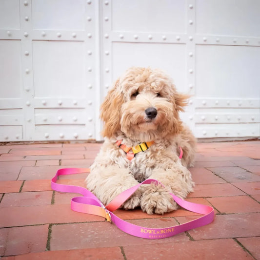 dog harness GRADIENT mint