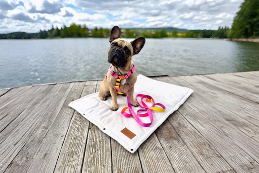 dog harness GRADIENT yellow