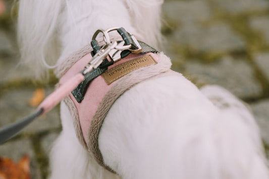 A small white dog wearing a pink Bowlandbone dog leash YETI rose harness.
