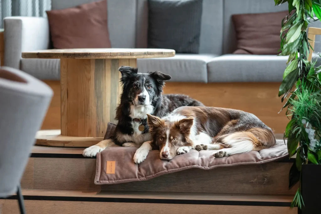travel dog mat CLASSIC brown - Bowl&Bone Republic US and Canada
