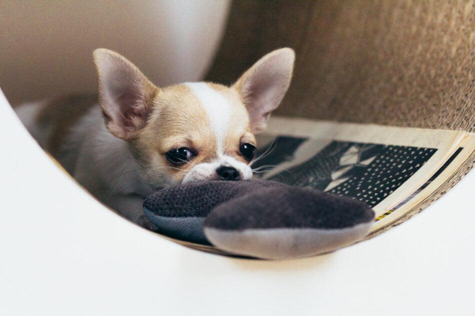 A chihuahua dog playing with a Bowl&Bone Republic dog bed CLASSIC pink.