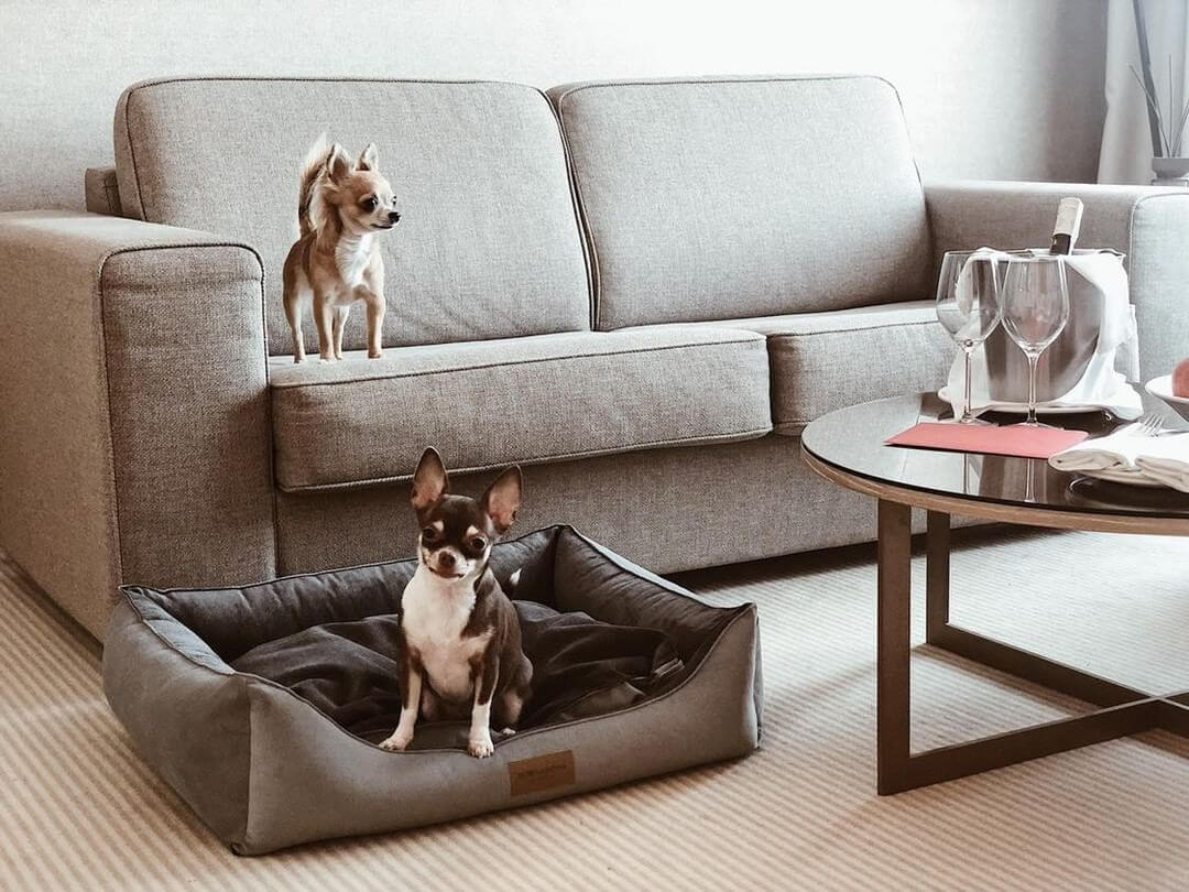 Two Bowl&Bone Republic dog bed CLASSIC creams sitting on a bed in front of a couch.