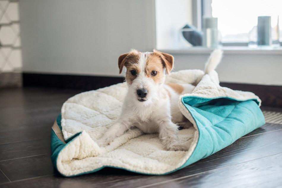 A small white and brown dog laying in a Bowl&Bone Republic dog sleeping bag.