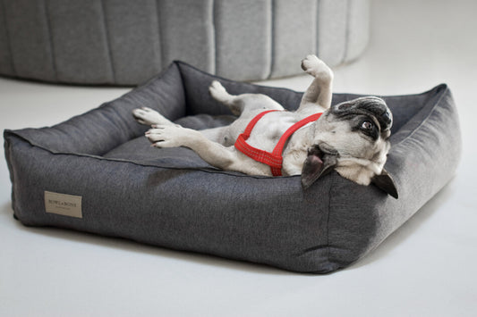 A pug lying on top of a grey Bowl&Bone Republic dog bed.