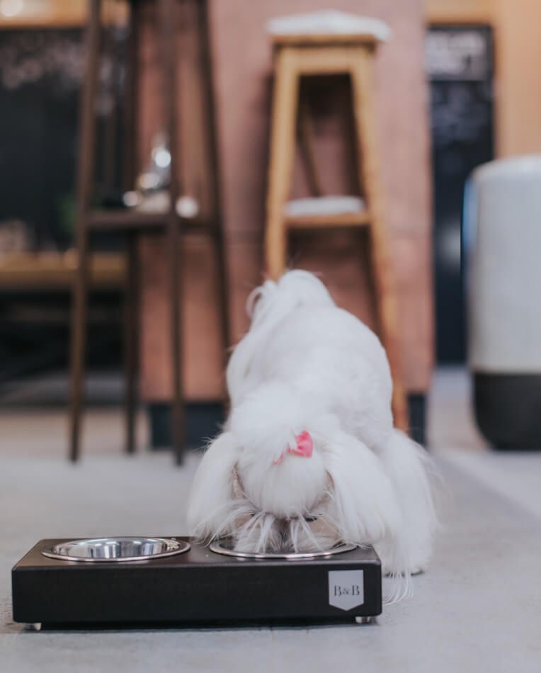 A white dog enjoying a meal from a stylish Bowl&Bone Republic graphite dog bowl on the floor.