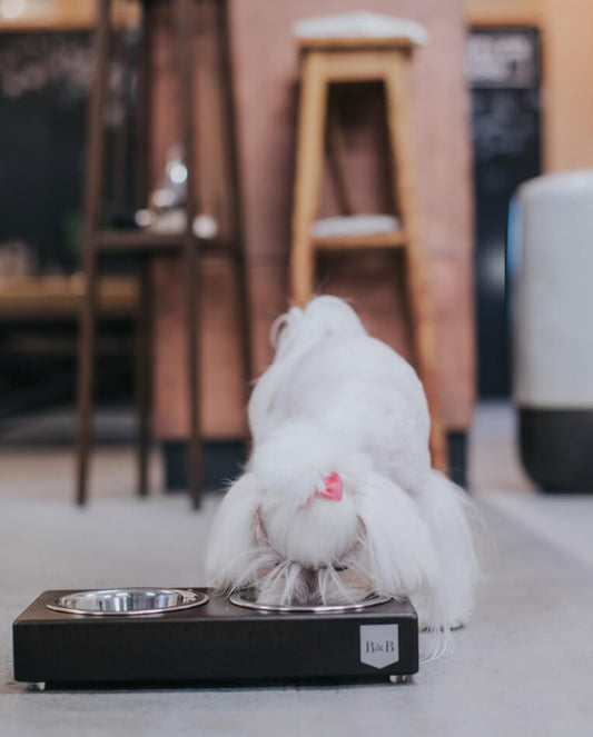 A white dog enjoying a meal from a stylish Bowl&Bone Republic graphite dog bowl on the floor.