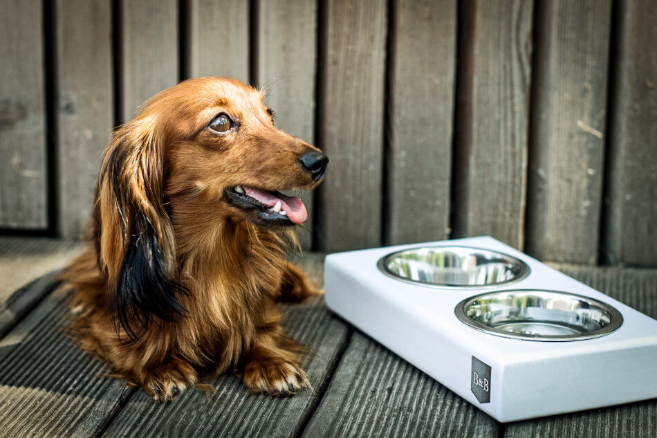Dachshund posing with a Bowlandbone Bowl&Bone Republic graphite dog bowl duo.