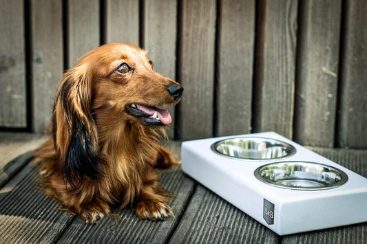 Dachshund standing next to a Bowl&Bone Republic dog bowl DUO.