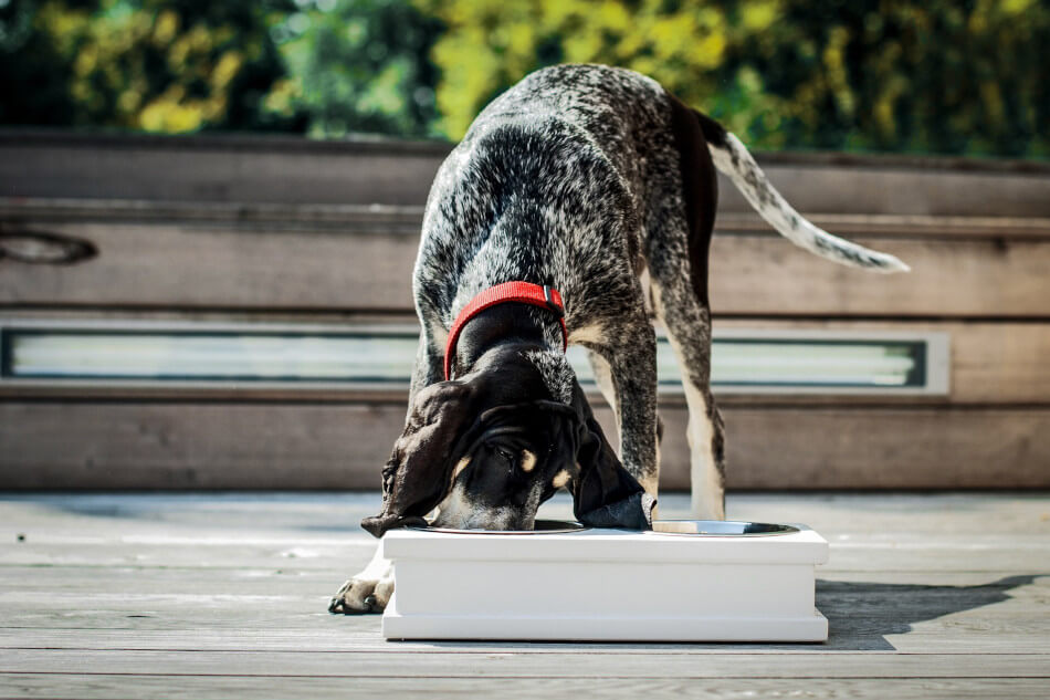 A dog drinking from a Bowl&Bone Republic dog bowl amber on a wooden deck.