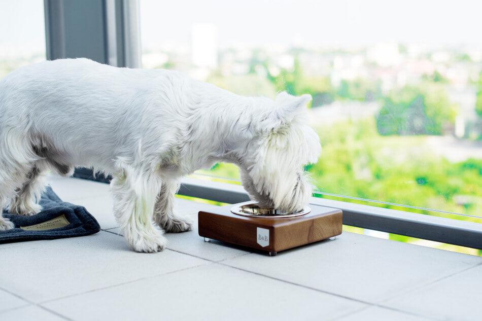 A white dog is eating out of a Bowl&Bone Republic amber dog bowl.