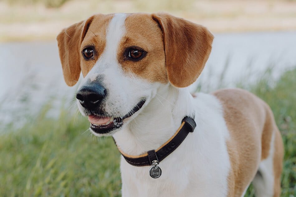 A Bowl&Bone Republic hazelnut dog collar worn by a brown and white dog standing next to a body of water.