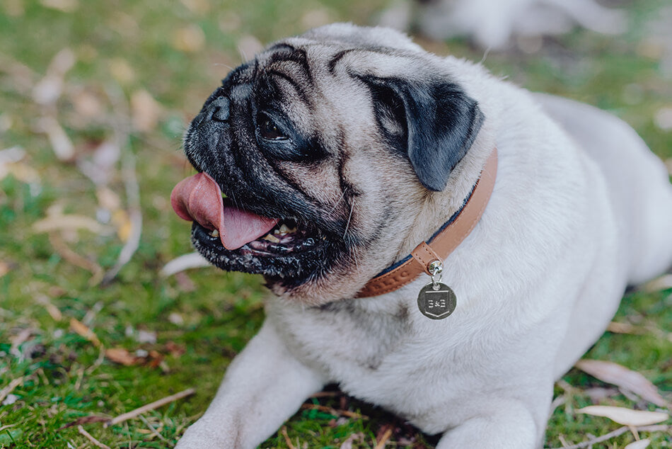 A Bowl&Bone Republic dog collar MONACO chocolate laying on the grass with its tongue out.