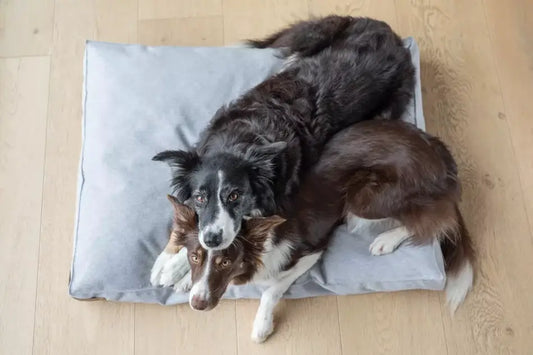 Two dogs lounging on a Loft graphite bed by Bowl&Bone Republic.