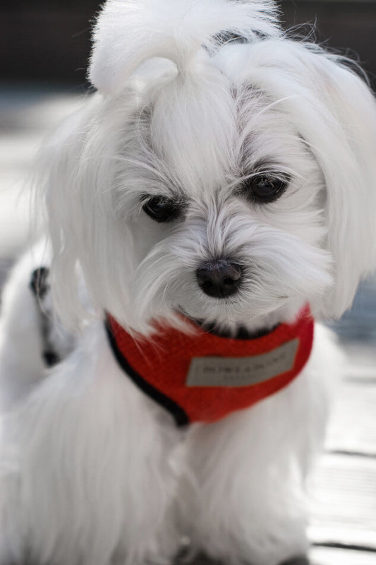 A small white dog wearing a Bowl&Bone Republic dog harness.