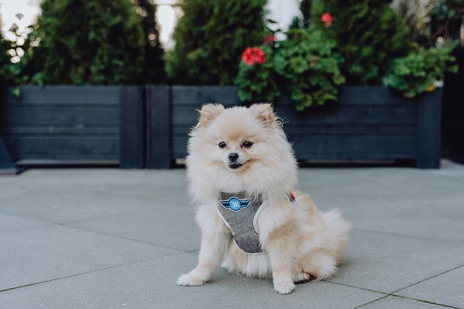 Pomeranian dog wearing a Bowlandbone REPUBLIC blue dog harness.