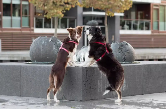 Two Bowlandbone dog harness BLOOM grey standing in front of a fountain.