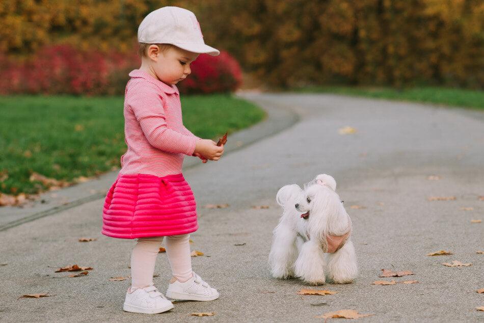 A little girl is playing with a Bowl&Bone Republic YETI cream dog harness in the park.