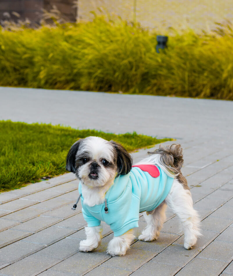 A small Bowl&Bone Republic dog hoodie CLOUD coral standing on a sidewalk.