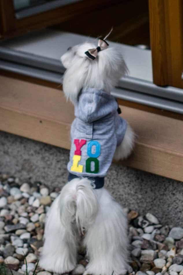 A small white Bowl&Bone Republic dog hoodie YOLO grey looking out the window.