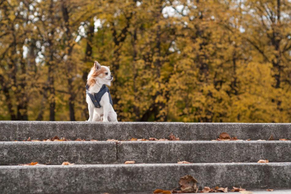 A Bowl&Bone Republic dog jacket in SPIRIT red sitting on a set of steps in a park.