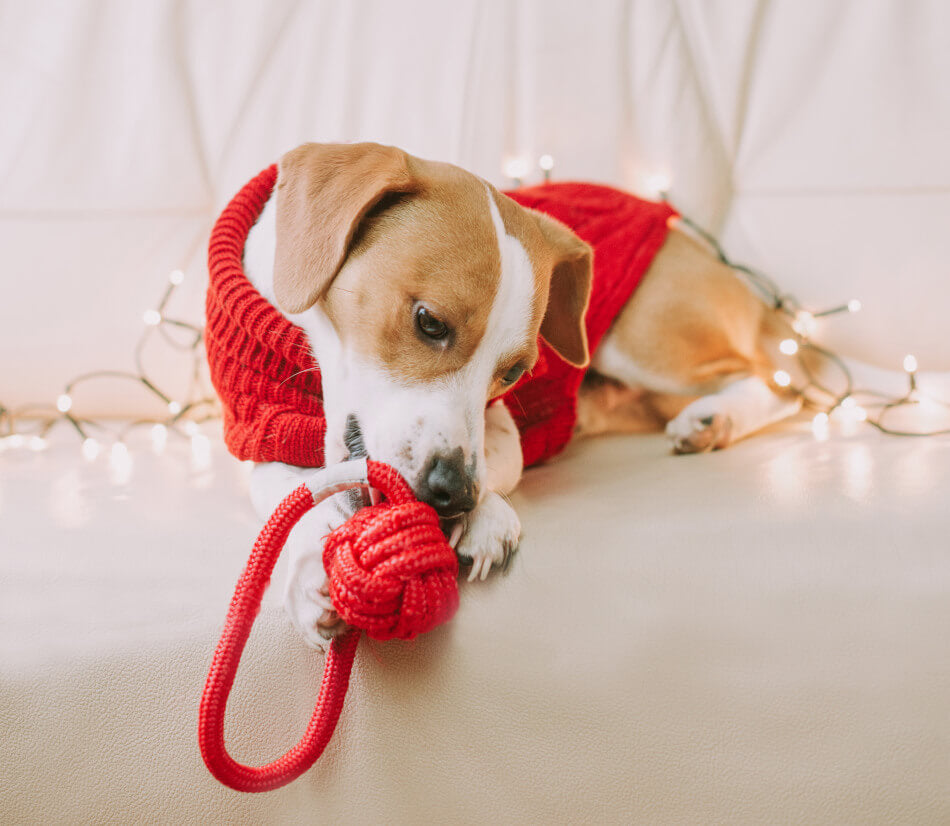 A dog wearing a red sweater playing with a Bowl&Bone Republic toy.