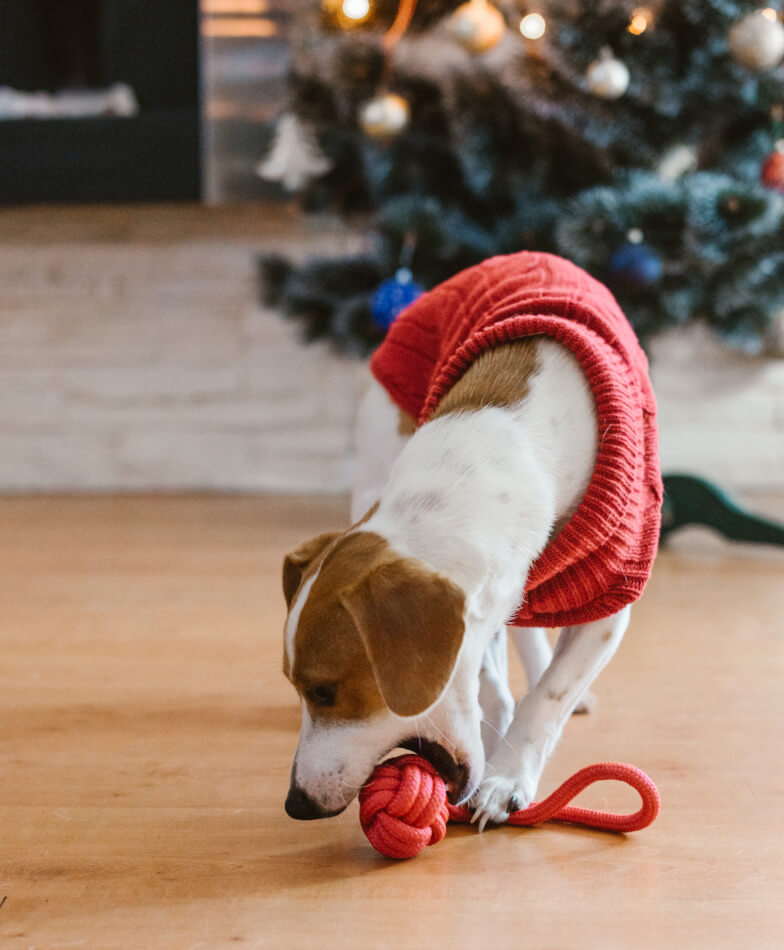 A dog playing with a pink toy in front of a christmas tree from Bowl&Bone Republic.