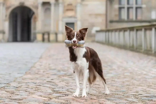 A Bowl&Bone Republic dog toy BONE in its mouth on a cobblestone street.
