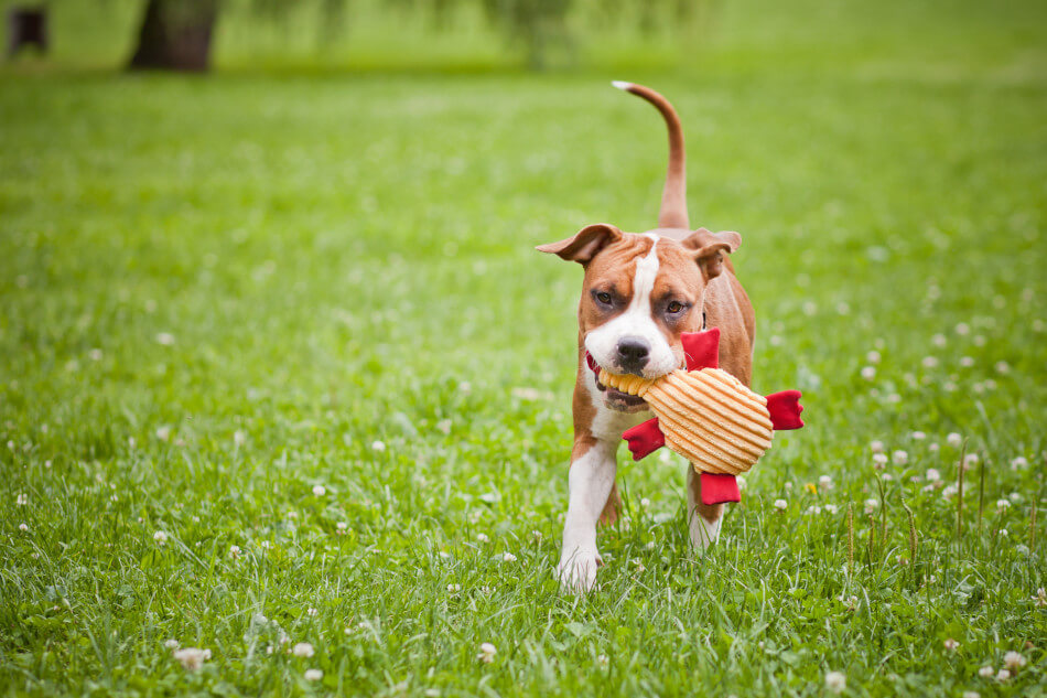 A dog running with a Bowl&Bone Republic toy in its mouth.