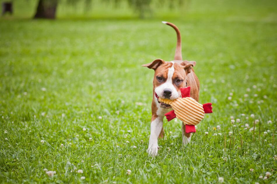 A dog running with the Bowl&Bone Republic dog toy DUCKIE in its mouth.
