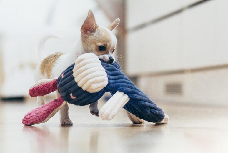 Chihuahua puppy playing with a Bowl&Bone Republic dog toy DUCKIE on the floor.
