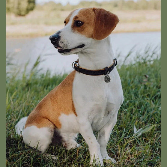 The Ultimate Guide to Bringing a Dog into Your Life