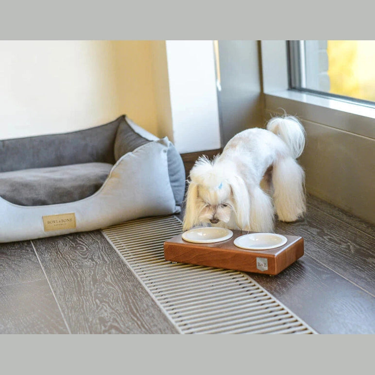 Dog Won't Eat: Common Causes and Appetite Solutions