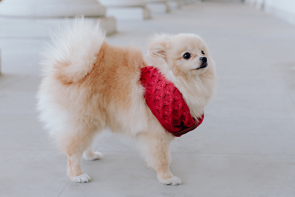 dog chimney scarf joy red
