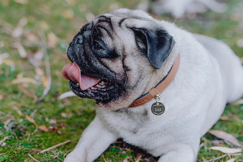 Discover the Best Dog Collar for Your Canine Companion