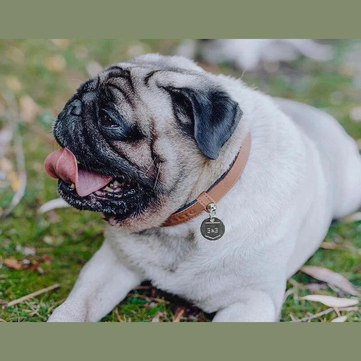 Discover the Best Dog Collar for Your Canine Companion