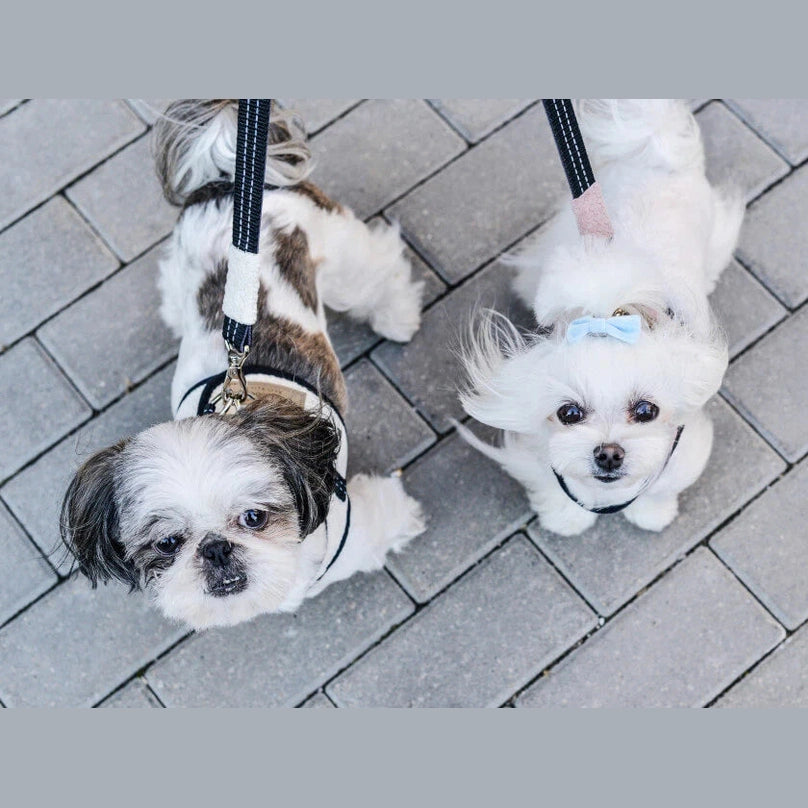 Dog Years Explained: How to Calculate Your Pet's Age