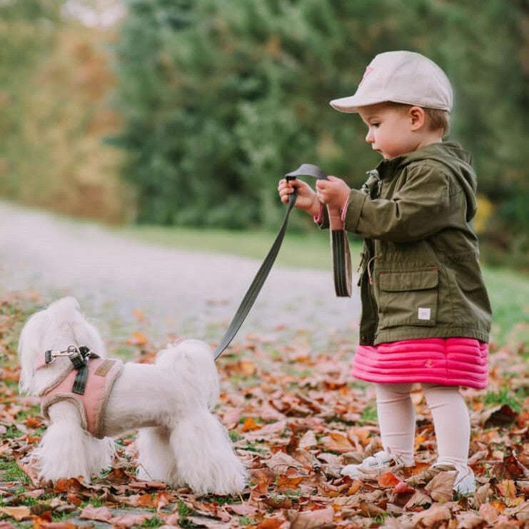 Choosing the Right Dog Harness for Your Canine Companion