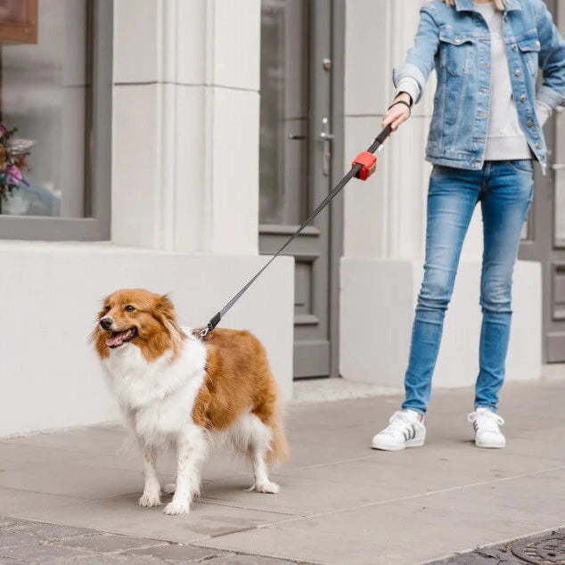 Traveling with Your Dog: A Comprehensive Guide