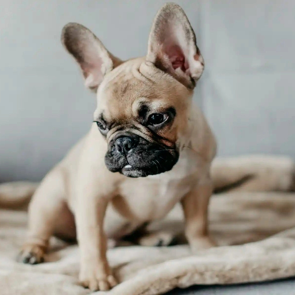 Why Does My Dog Have Hiccups? Causes and Solutions