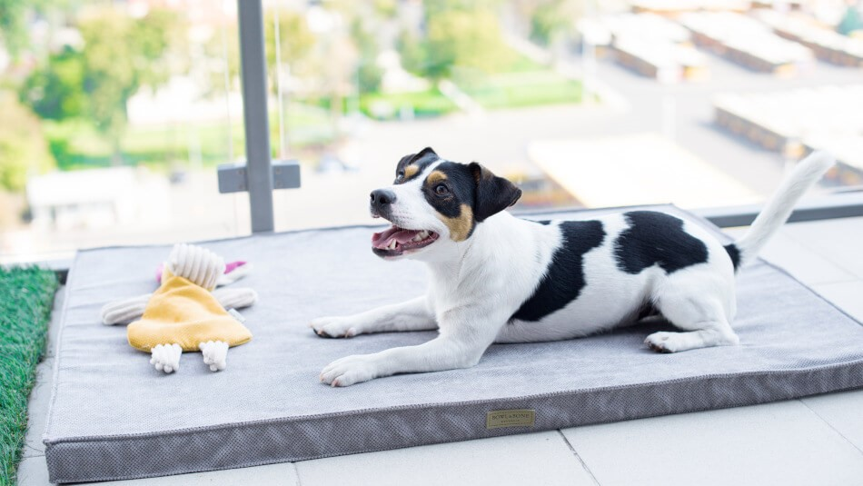 A dog laying on a bed with a toy on it.