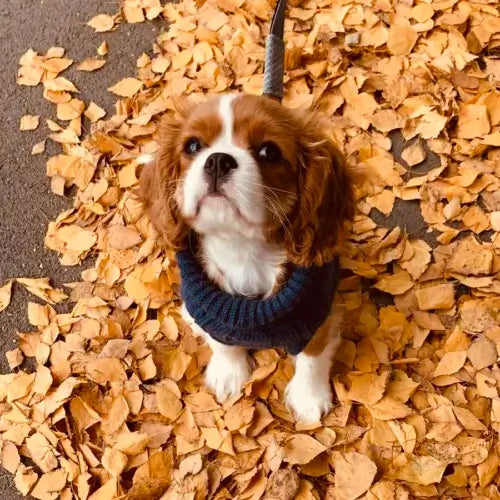 embrace fall and winter