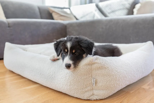 calming dog bed HARMONY cream