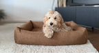 calming dog bed HARMONY brown