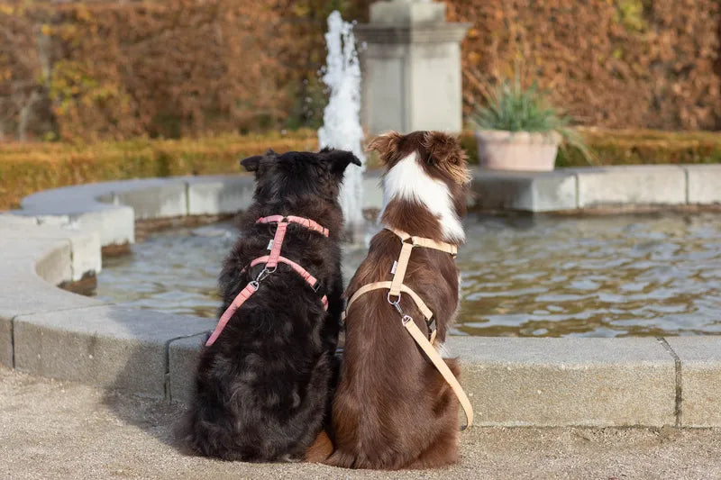 dog harness BREEZE yellow
