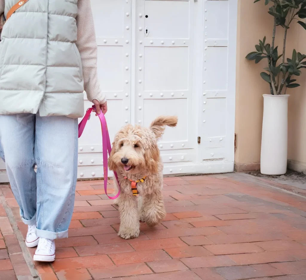 dog harness GRADIENT mint