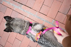 dog harness GRADIENT yellow